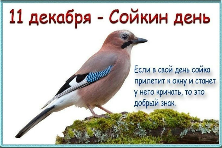Сойка – птица певчая - А знаете ли вы что… - ЦБС для детей г. Севастополя