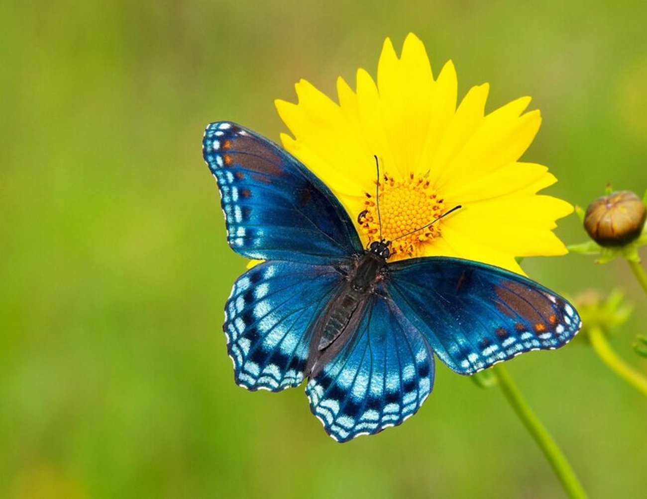 Вот так чудо-чудеса: это бабочка-краса!