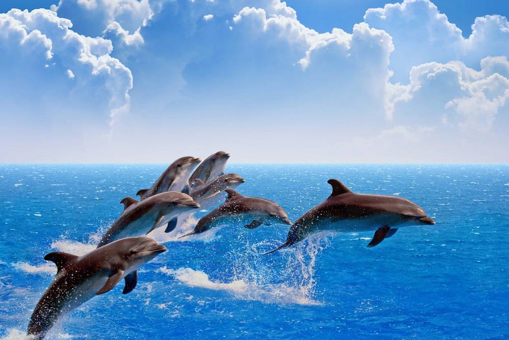 Экологическое онлайн – путешествие «Дельфины – дети природы»