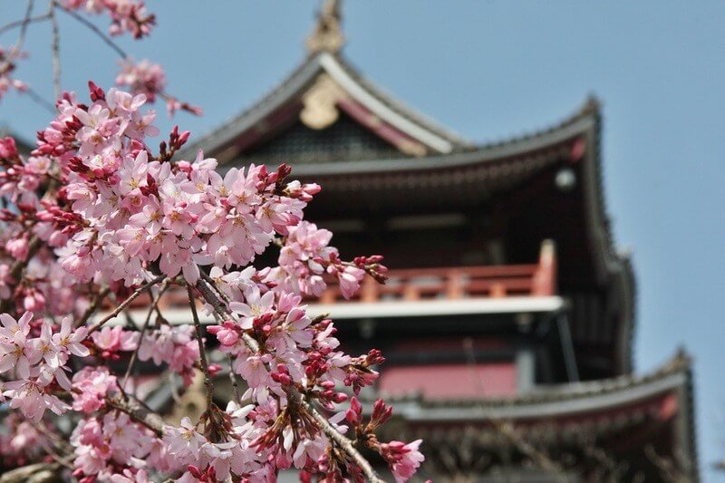 Праздник любования цветущей сакурой