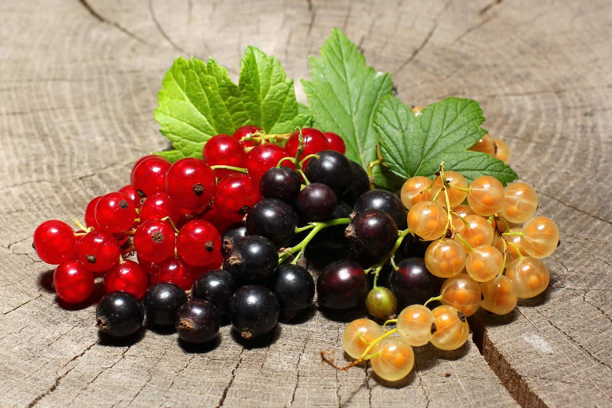 Вкусная смородина