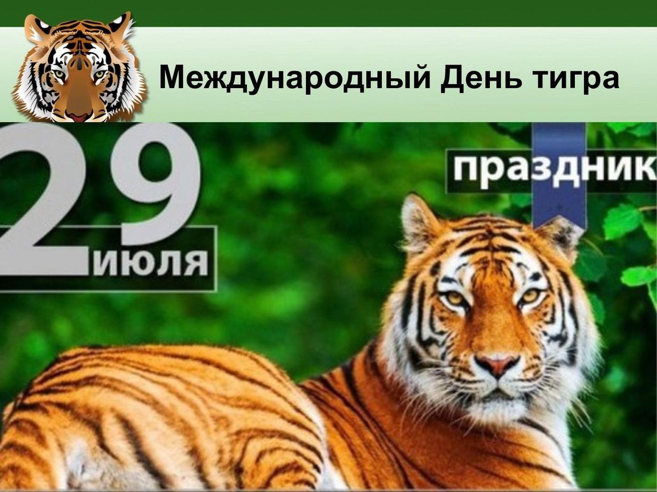 «Давайте знакомиться, я — тигр!»